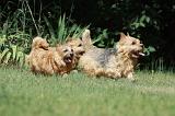 NORWICH TERRIER 099